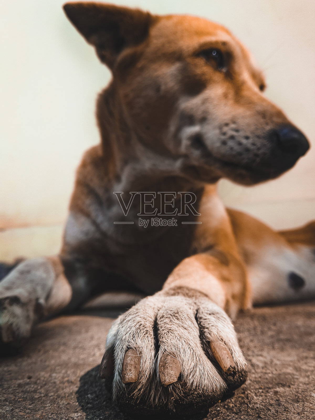 肖像照片摄影图片