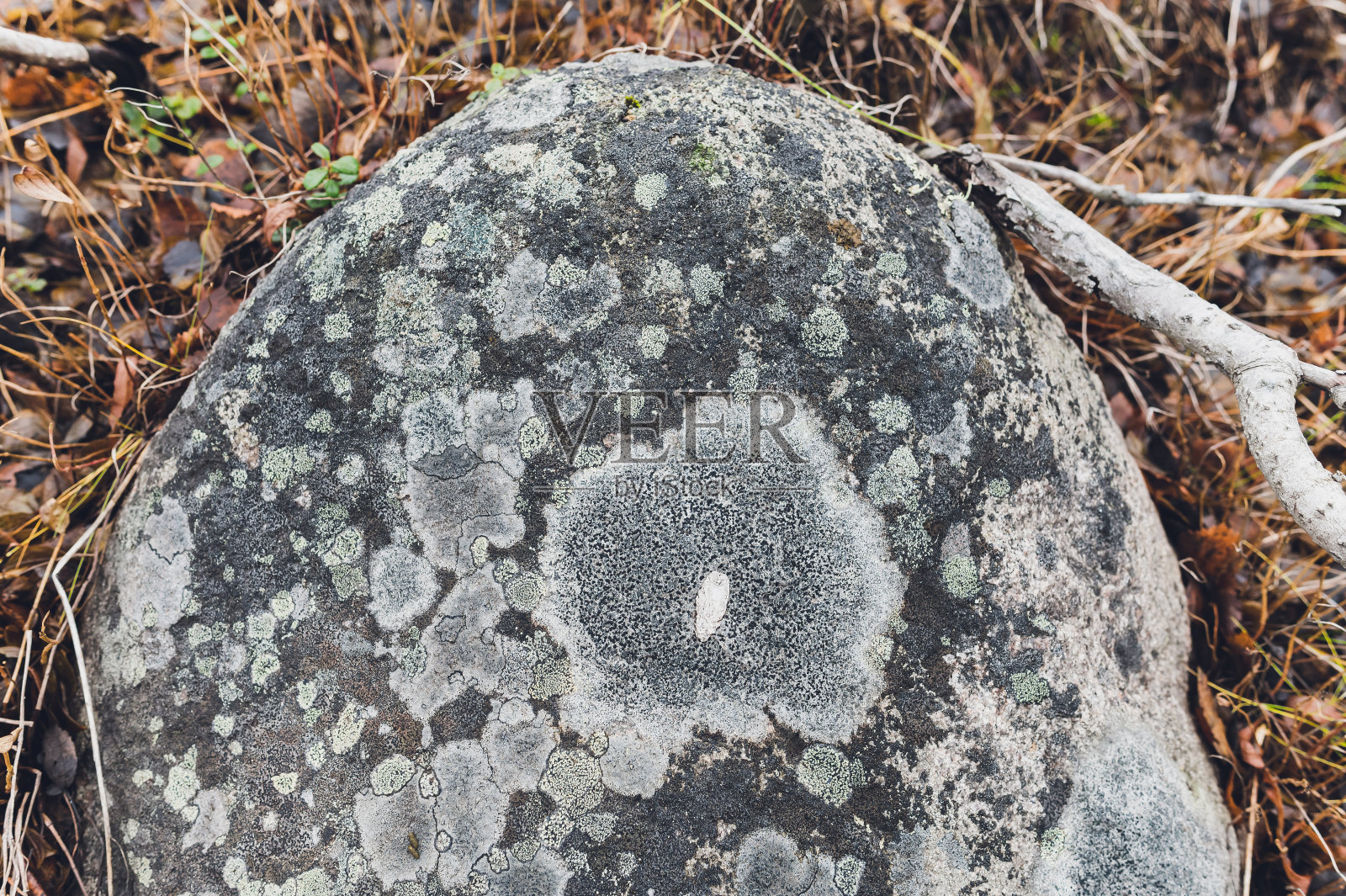 北极地衣。岩石表面有地衣和苔藓纹理。自然色彩抽象背景。照片摄影图片