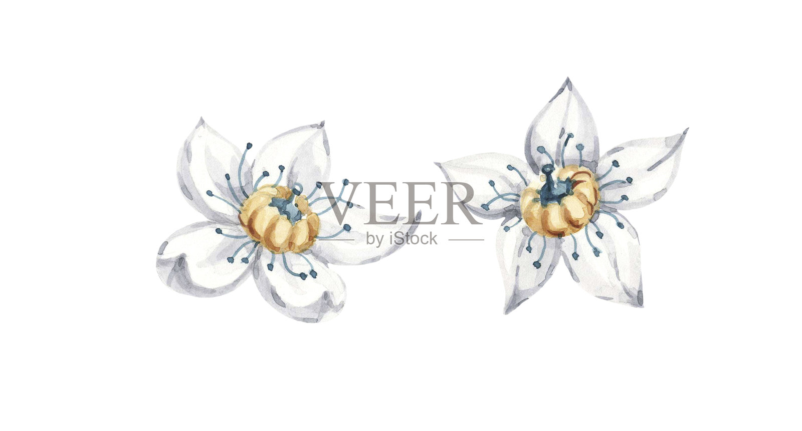 白莲花孤立手绘水彩画集。手绘莲花贺卡设计插画图片素材