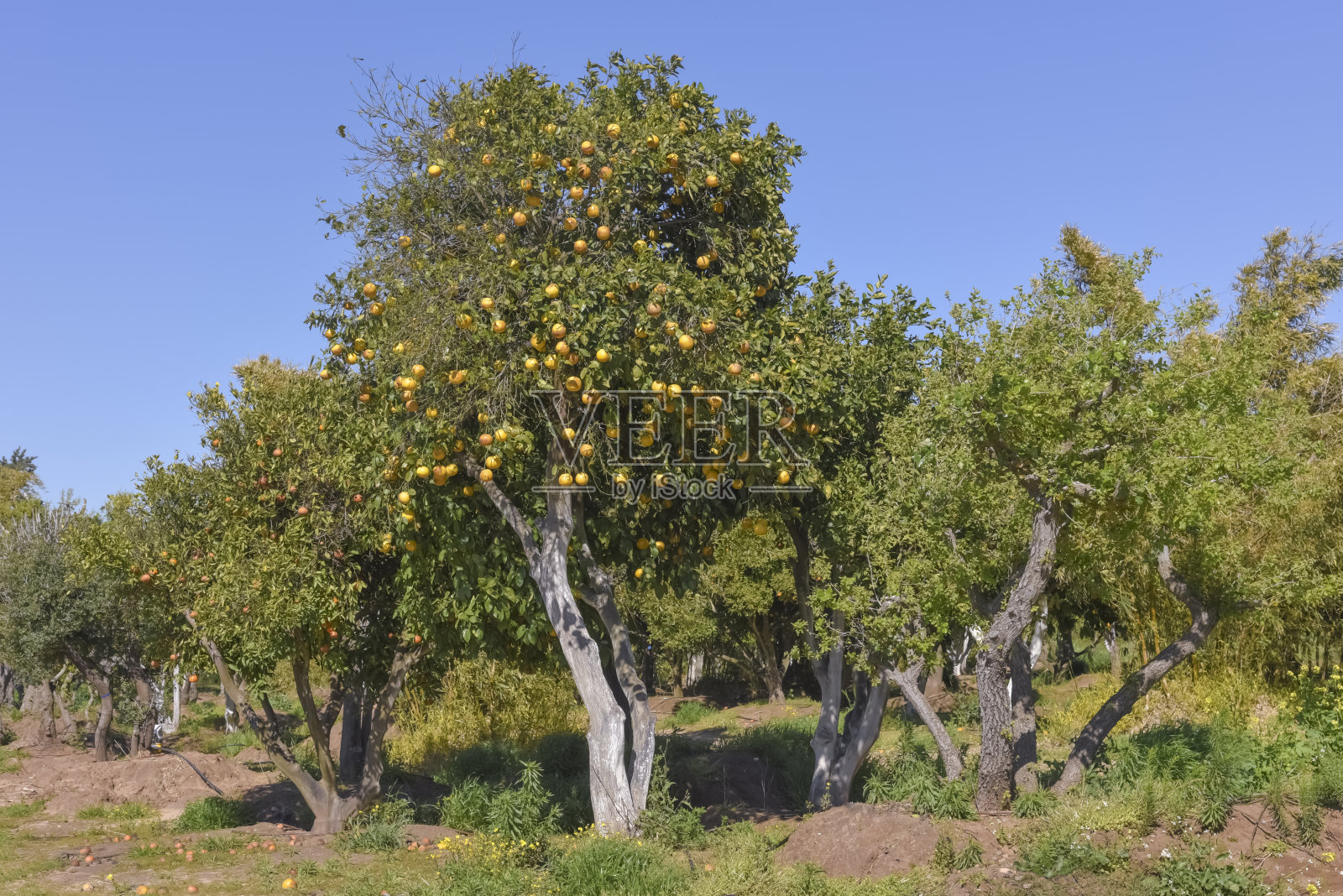 以色列北部果园春季景观照片摄影图片