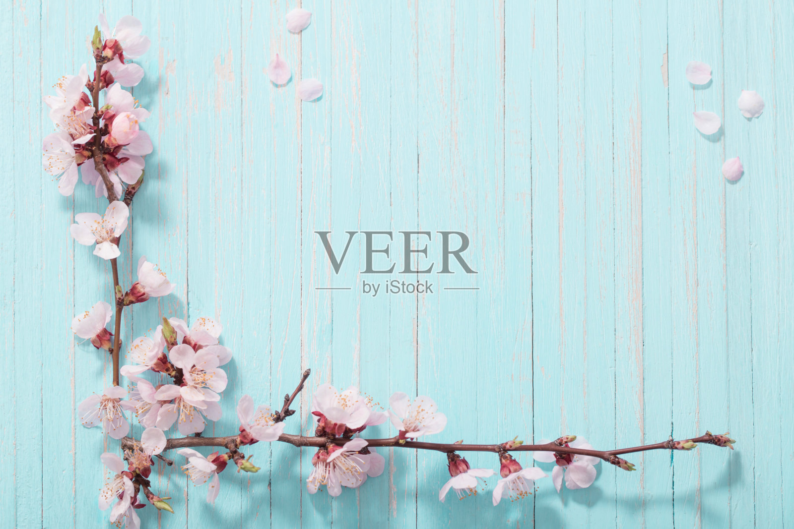 蓝色背景上的粉色樱花照片摄影图片