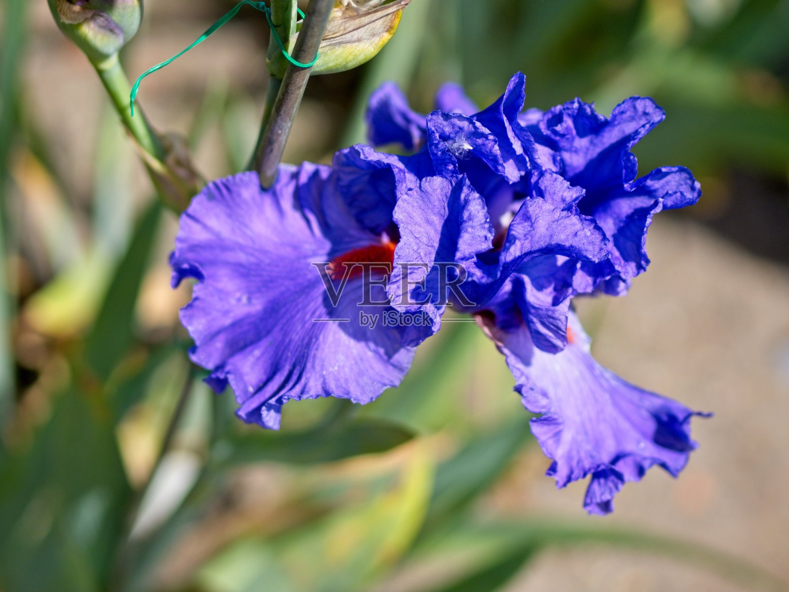 多色的虹膜照片摄影图片