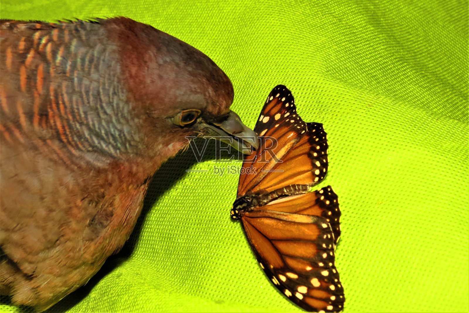 有趣的鸽子。一只普通的林鸽宝宝和蝴蝶。照片摄影图片