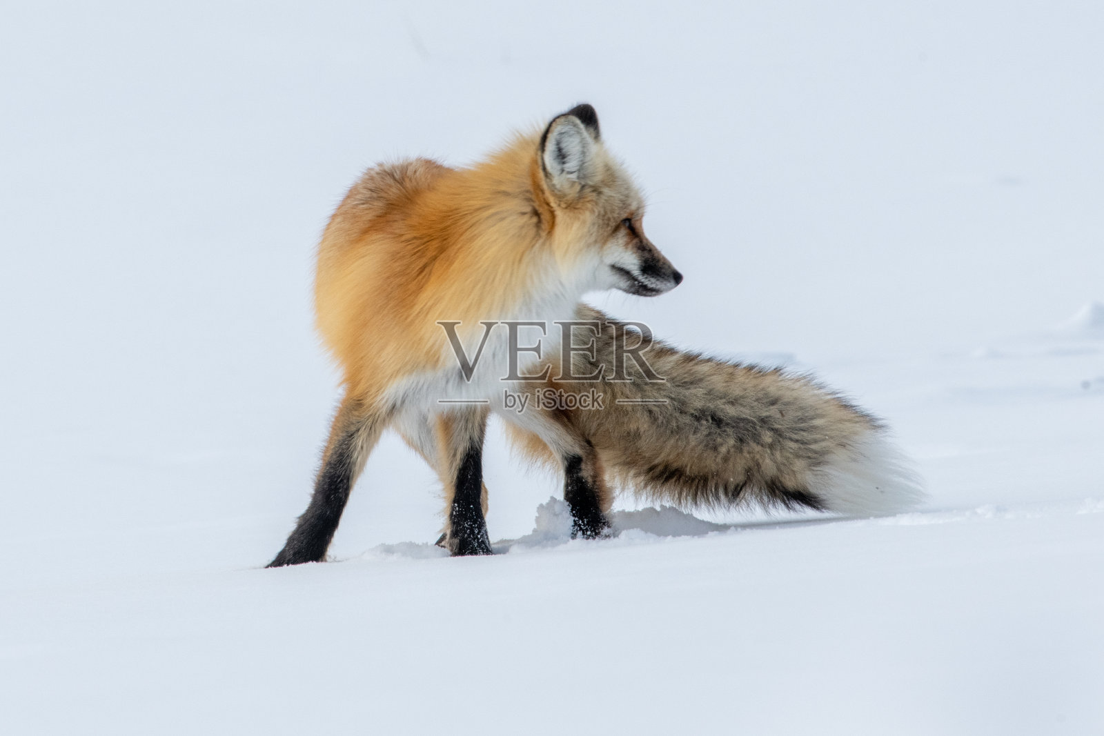 红狐环绕该区域，提供了各种良好的视野。照片摄影图片