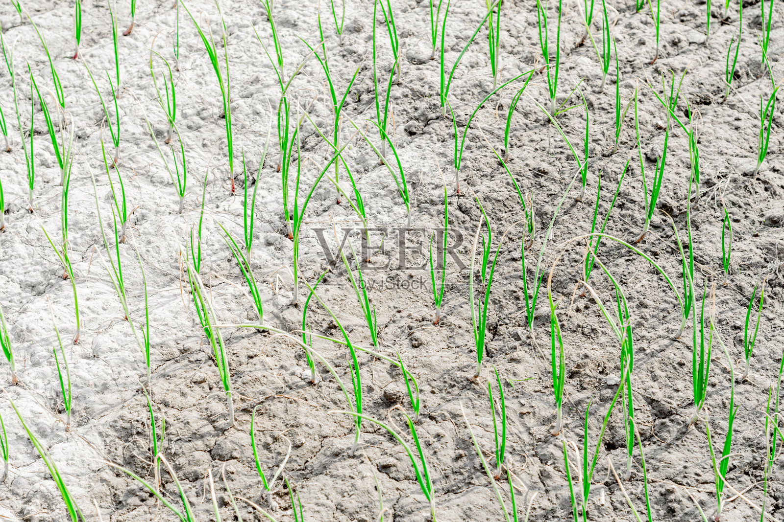 干旱的土地和垂死的农业造成了水危机照片摄影图片