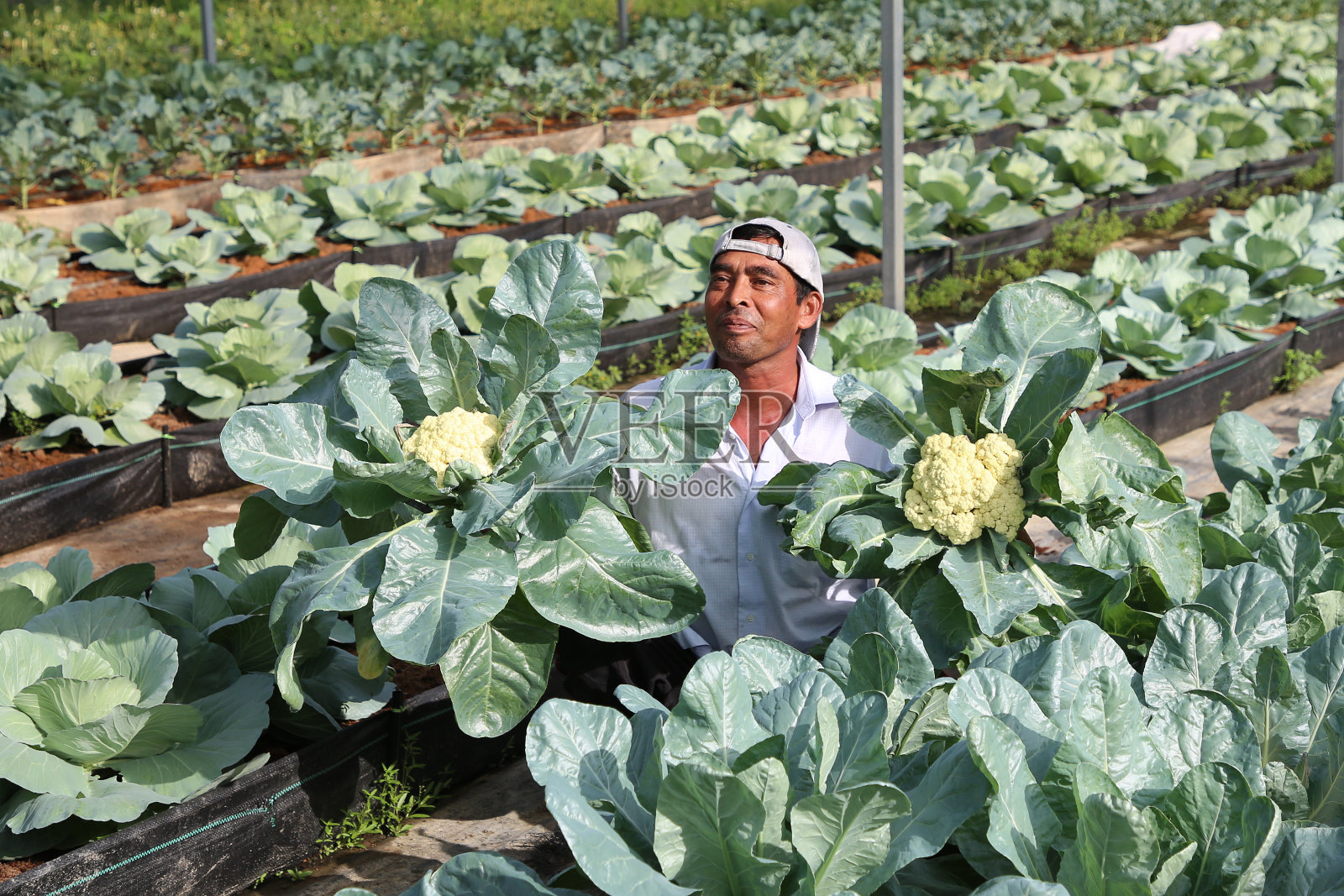 温室农业照片摄影图片