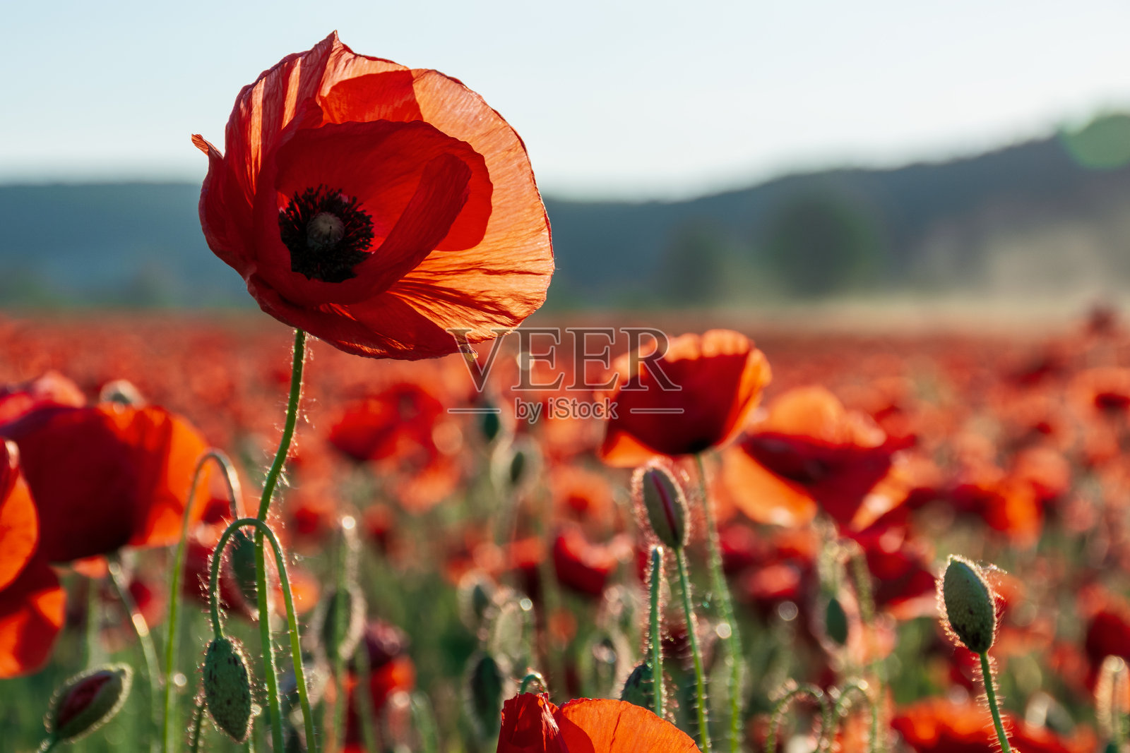 红色的罂粟花蕾在田野里开放照片摄影图片