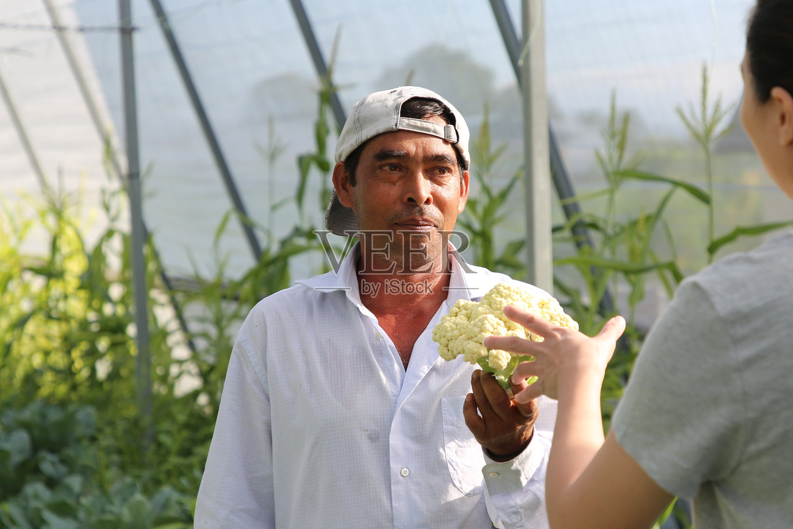 温室种植照片摄影图片