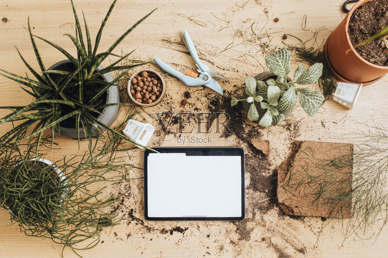 一个平板的头顶视图与复制空间之间放置园艺工具和植物照片摄影图片