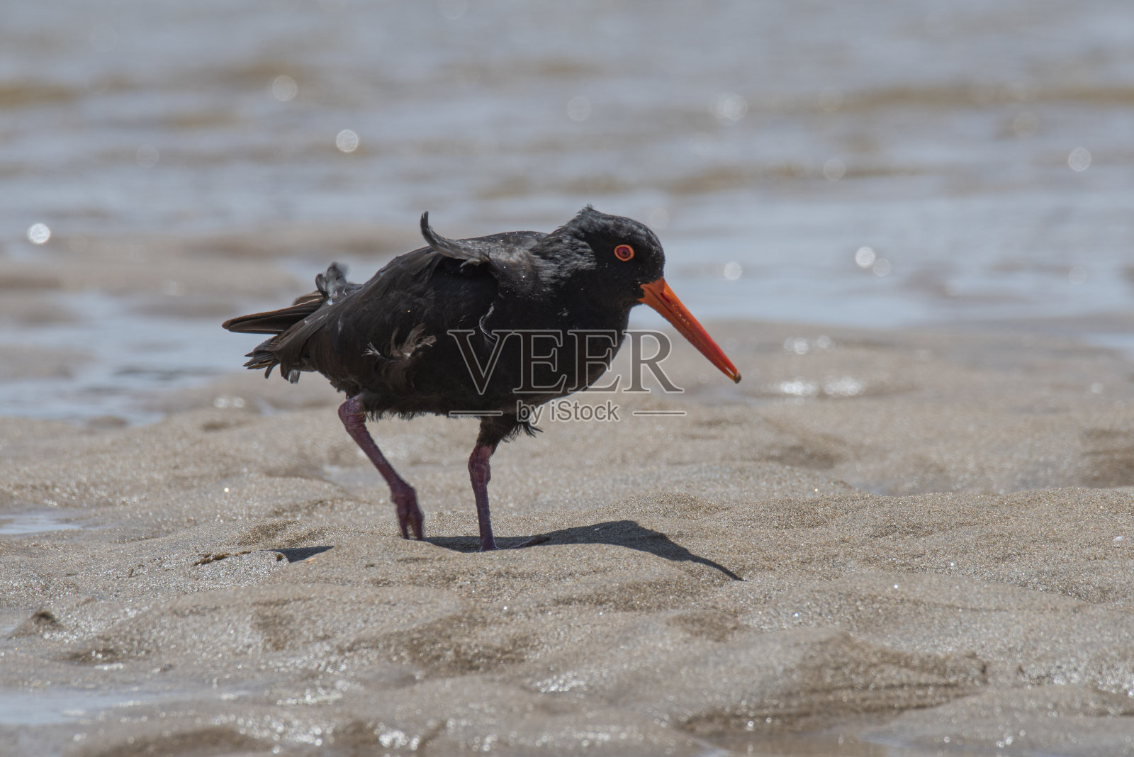 可变蛎鹬照片摄影图片