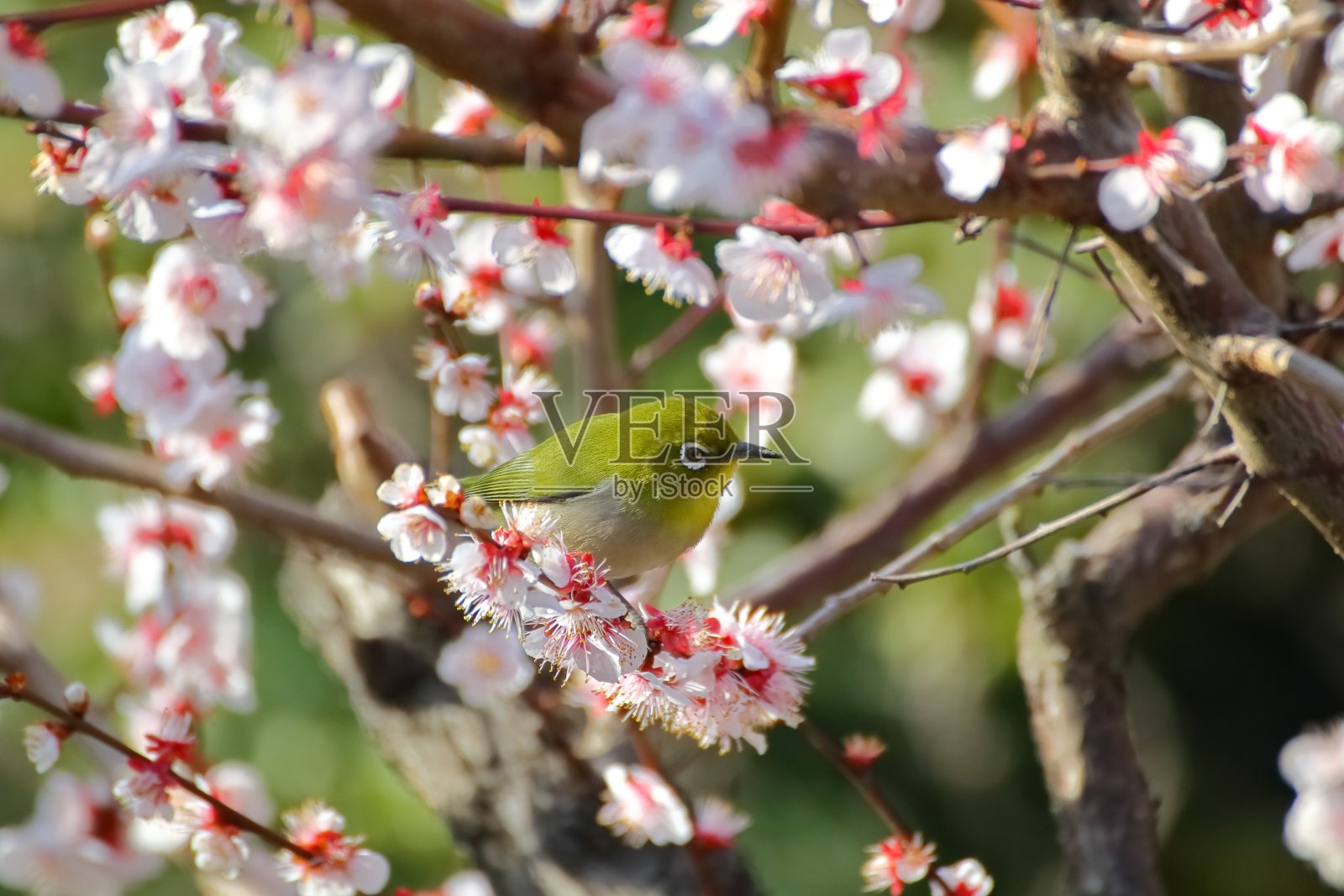 梅花白眼。日本春天的景象照片摄影图片