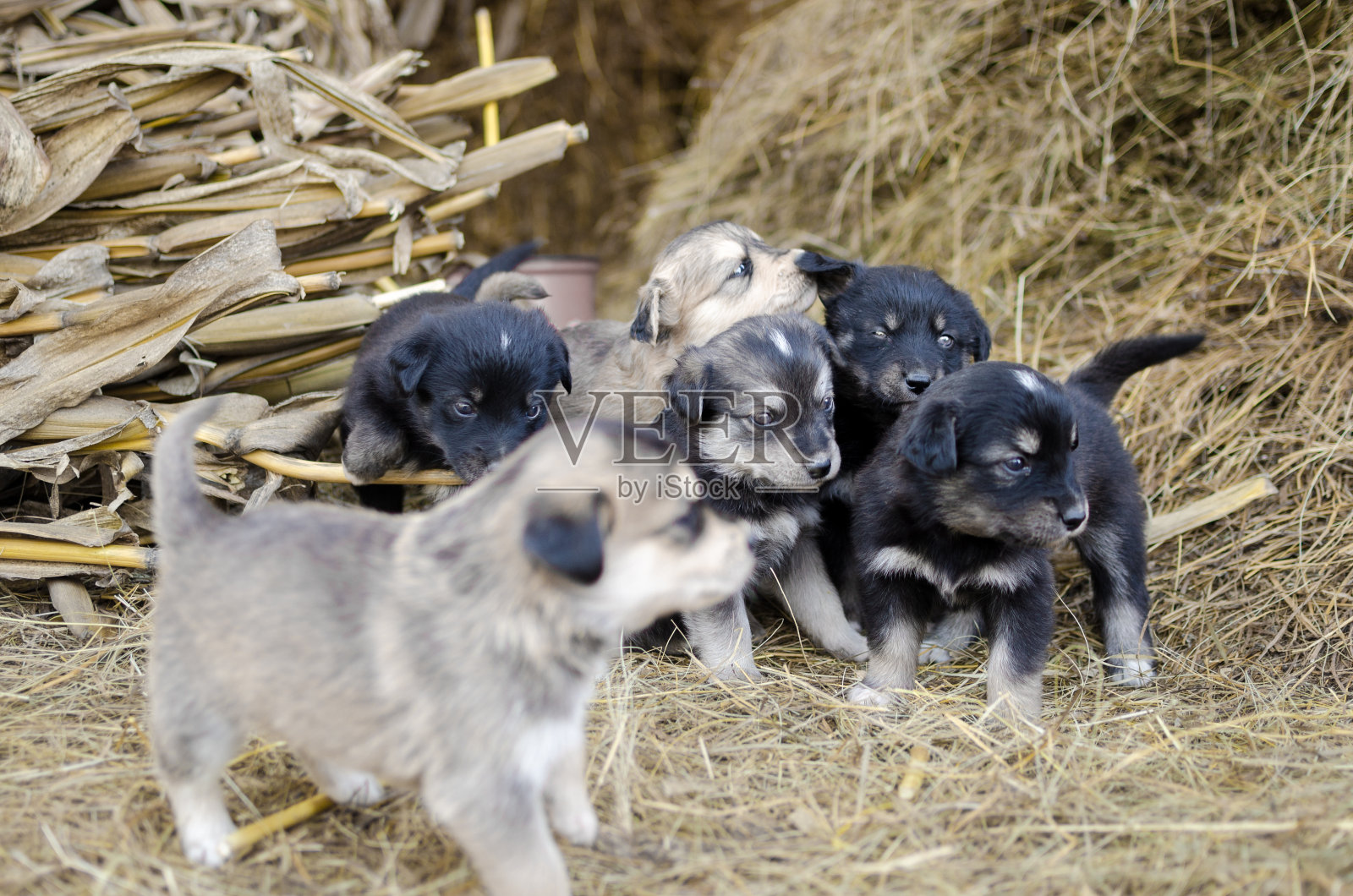 一群在动物收容所等待收养的被遗弃的小狗照片摄影图片