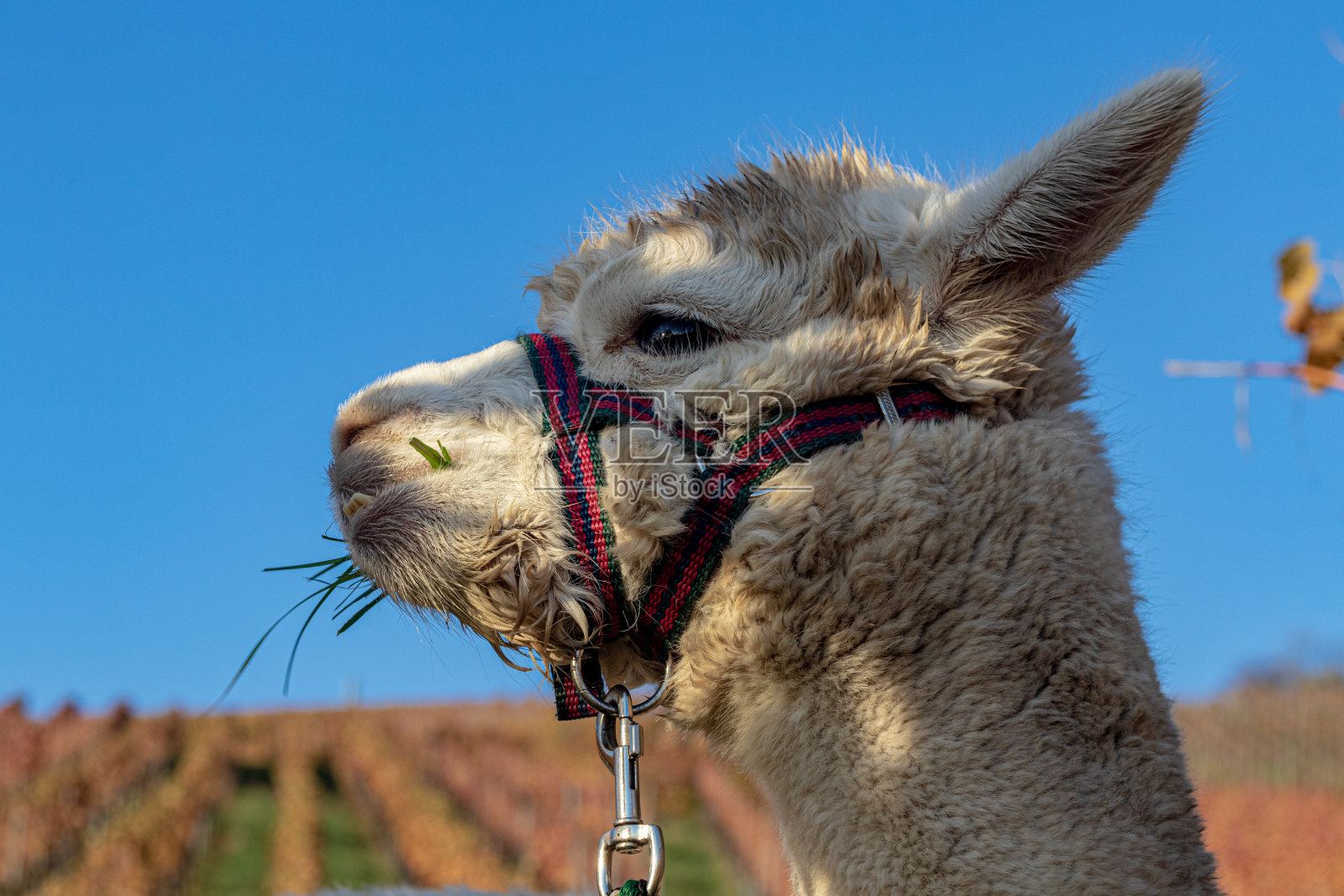 羊驼照片摄影图片