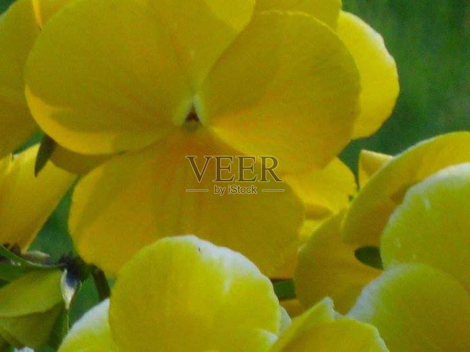 黄色的花照片摄影图片