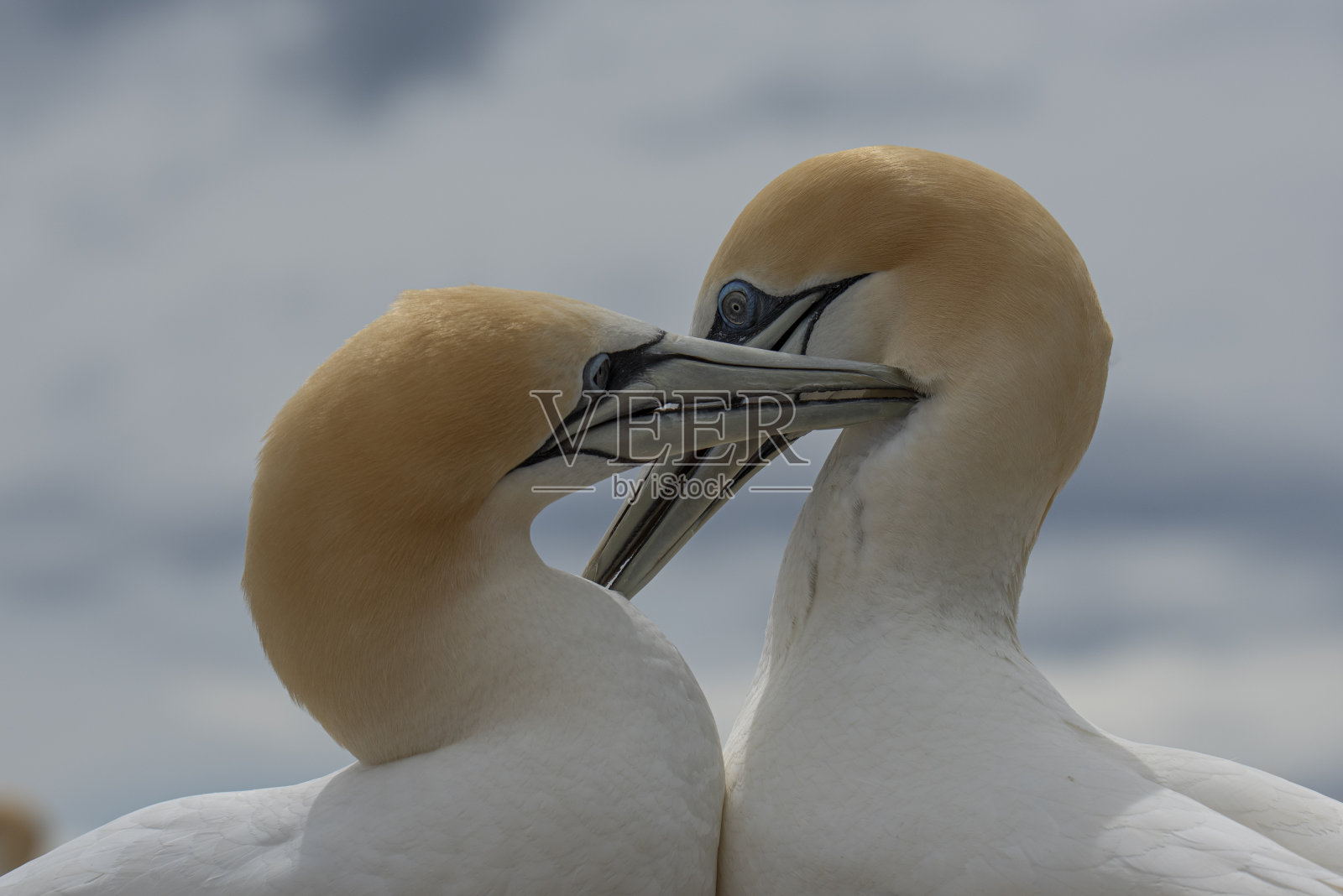 澳洲塘鹅照片摄影图片