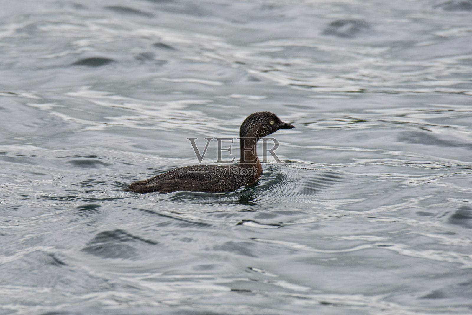 新西兰小鸊鷉照片摄影图片