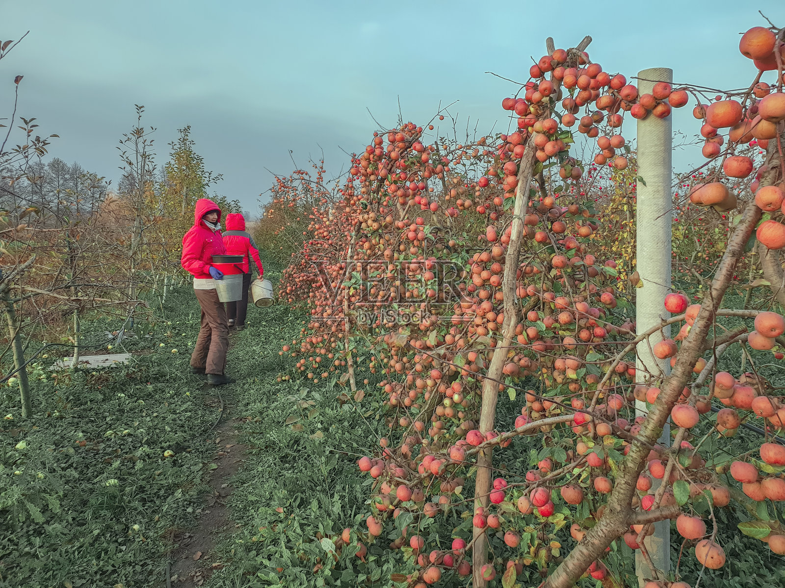 两名穿红色外套的女子拿着桶在苹果树旁的小路上行走，采摘苹果，秋收，农场照片摄影图片