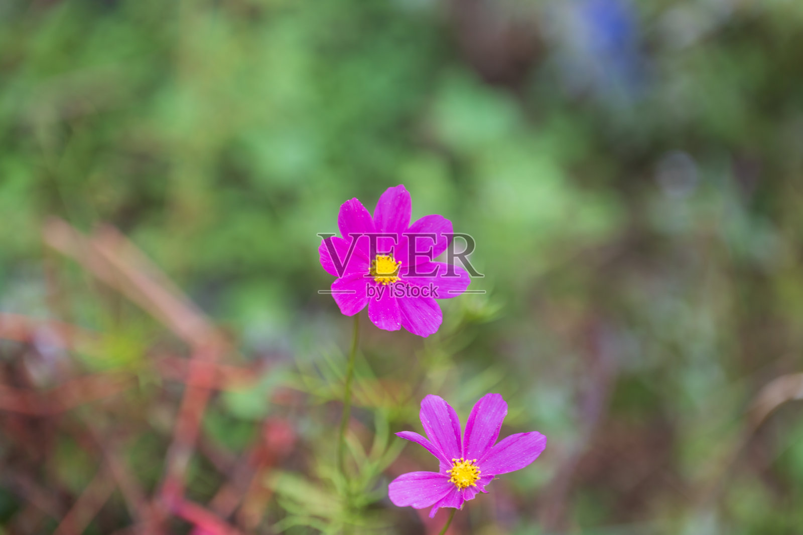 心情快乐，花儿美丽。照片摄影图片