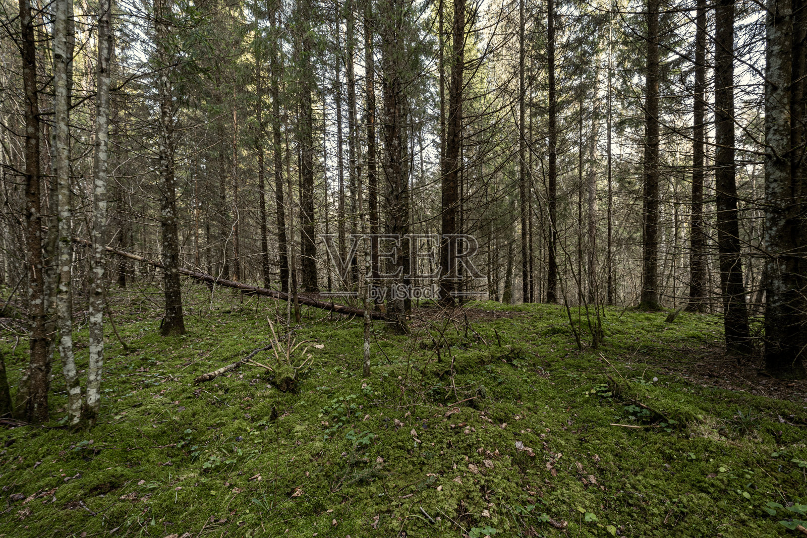 美丽干净的云杉常绿森林公园照片摄影图片