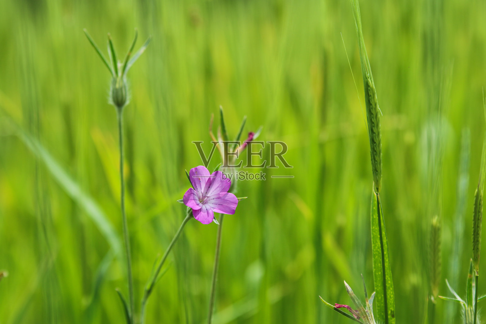 鲜嫩的粉紫色草地花正迎着太阳。照片摄影图片