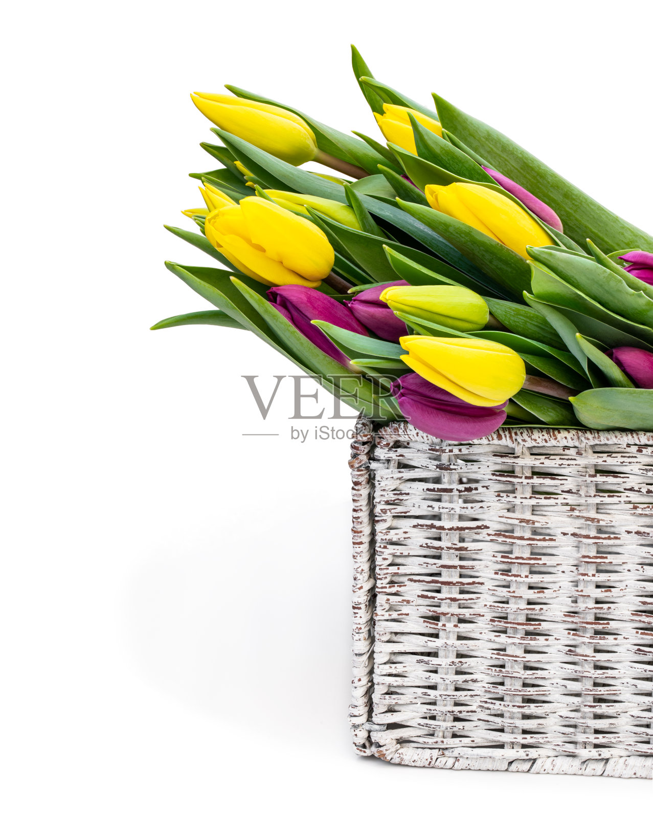 鲜艳的郁金香束在白色的柳条篮子孤立的白色照片摄影图片
