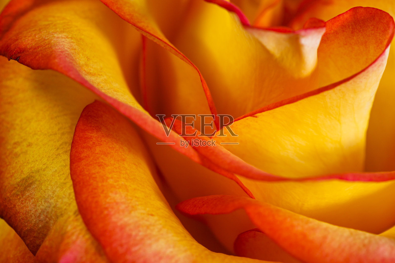 橙玫瑰照片摄影图片