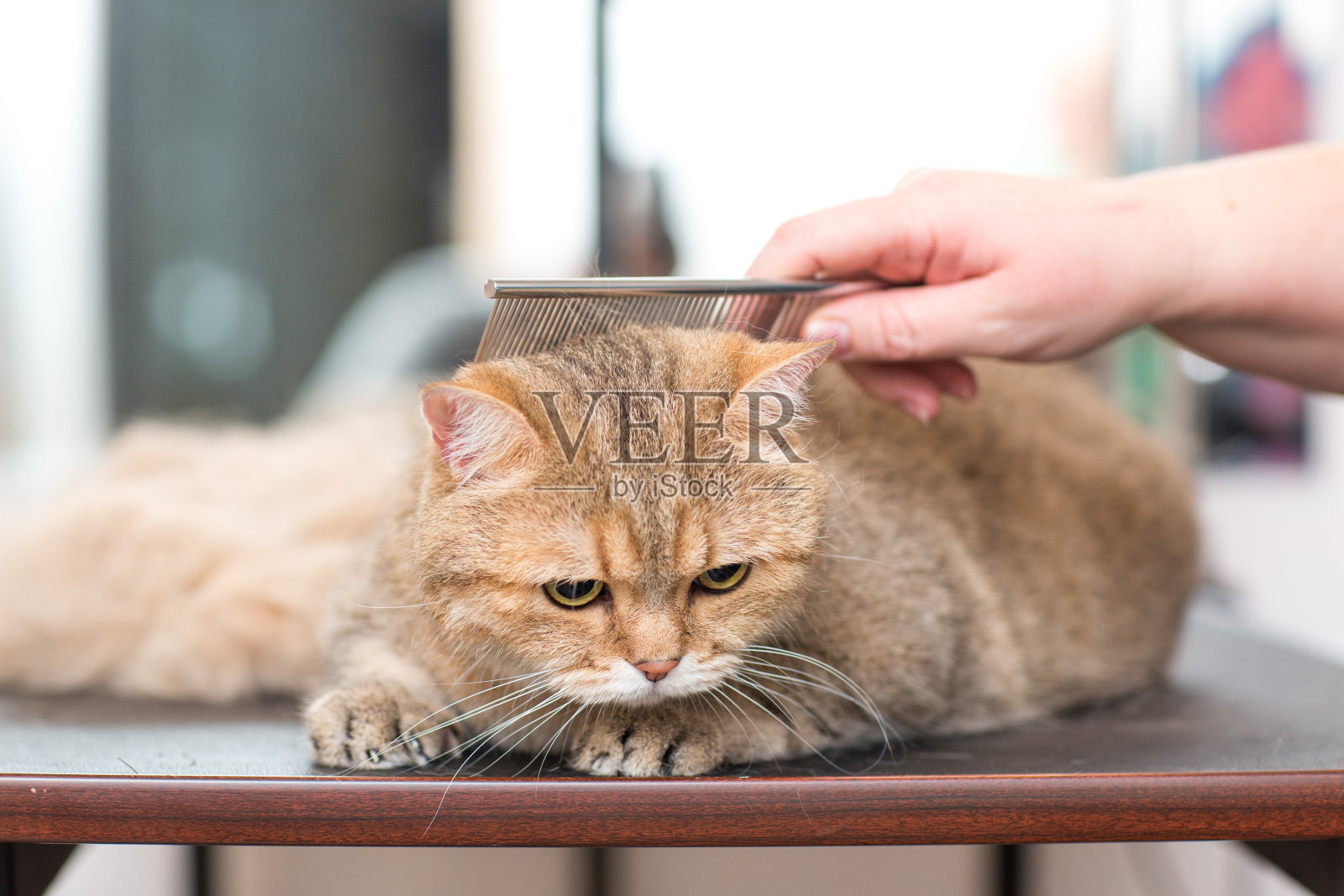 宠物理发店里的猫咪照片摄影图片