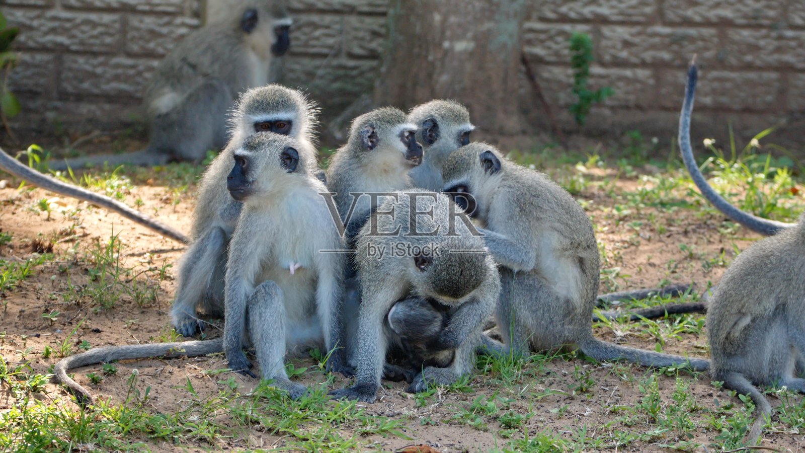 长尾猴群照片摄影图片