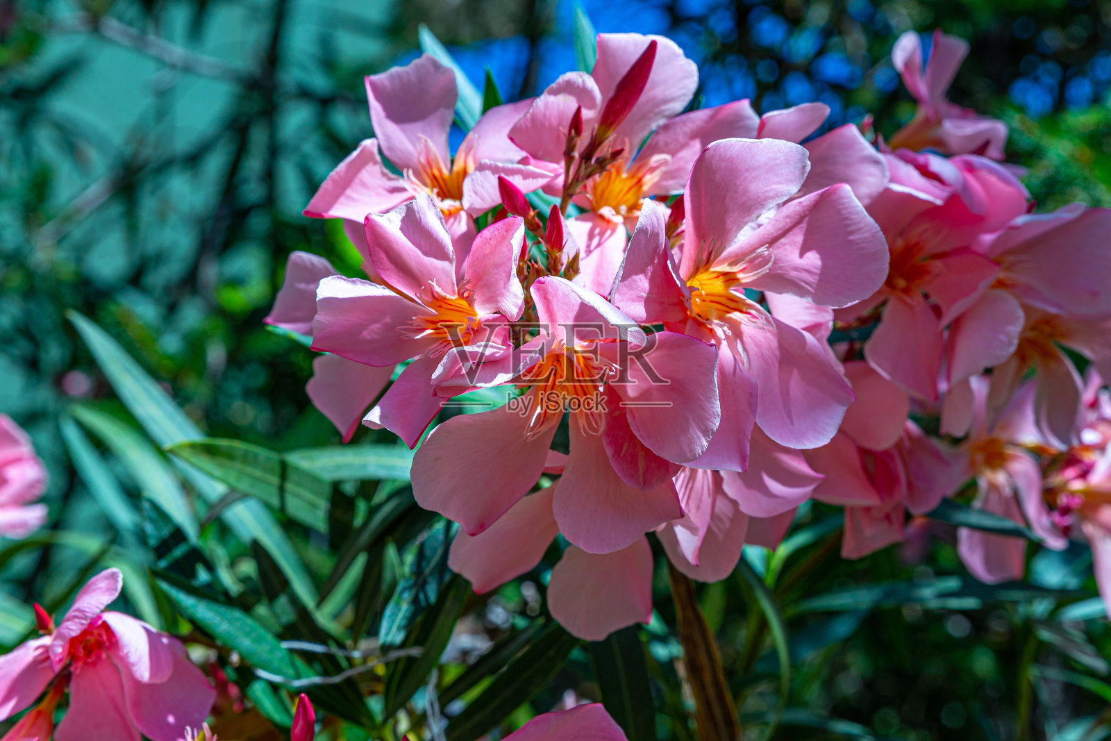 天竺葵花开花照片摄影图片