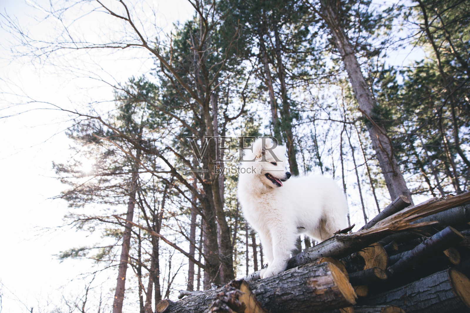 在乡下玩耍的萨摩耶狗照片摄影图片