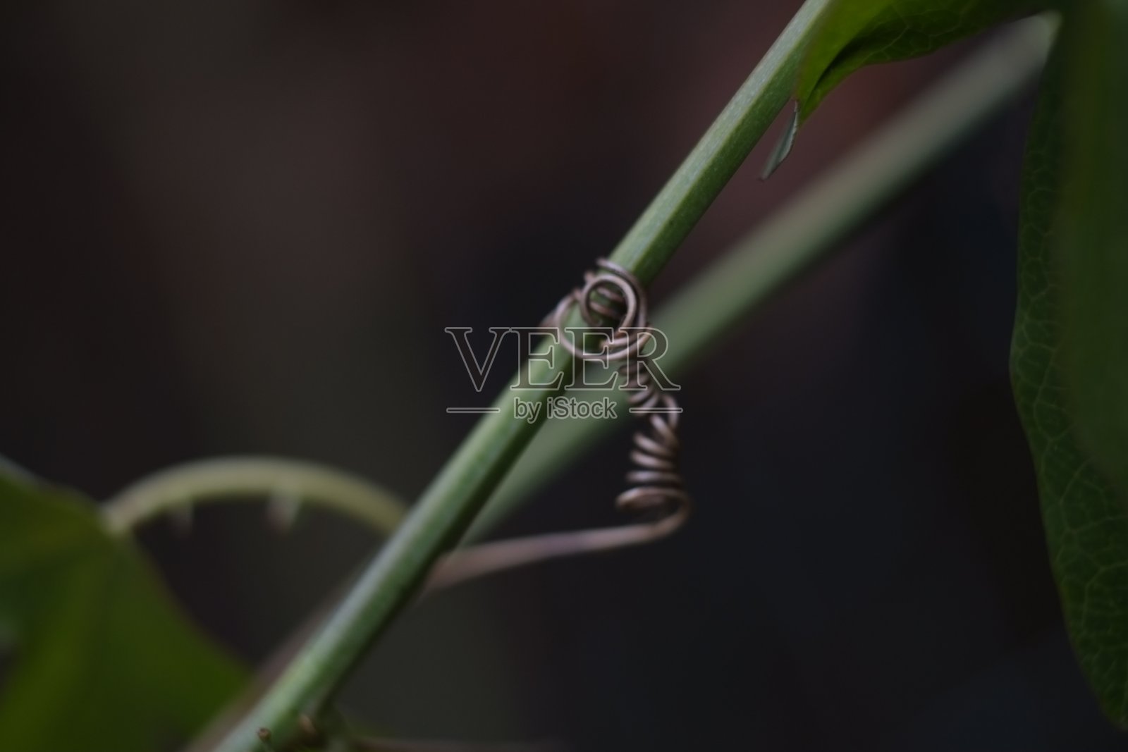 艺术在本质上照片摄影图片