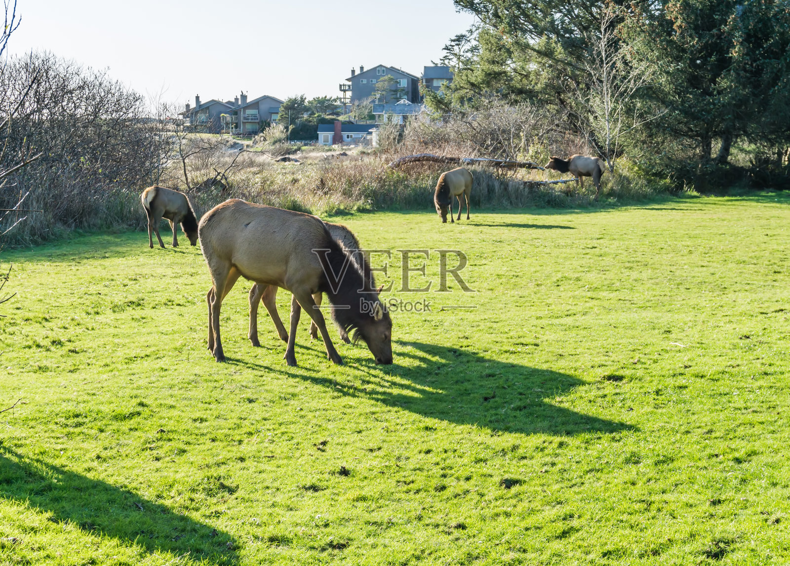 大炮海滩麋鹿照片摄影图片