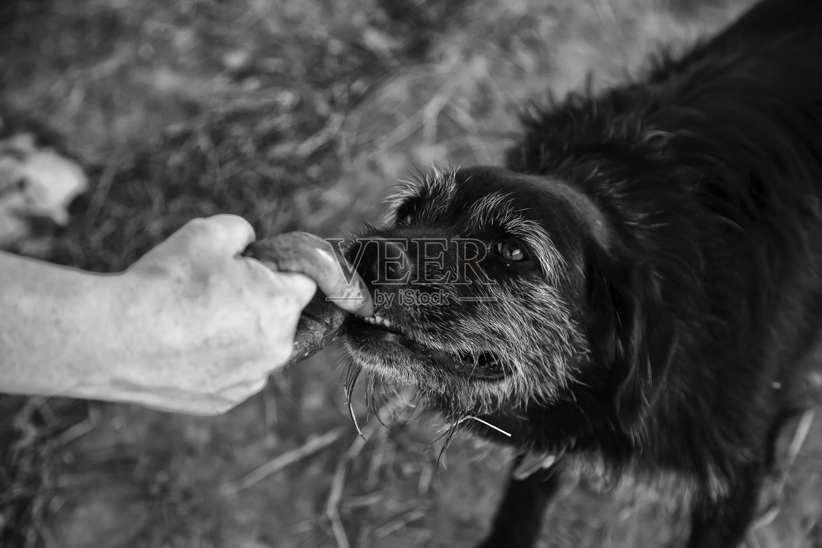 狗在玩球照片摄影图片