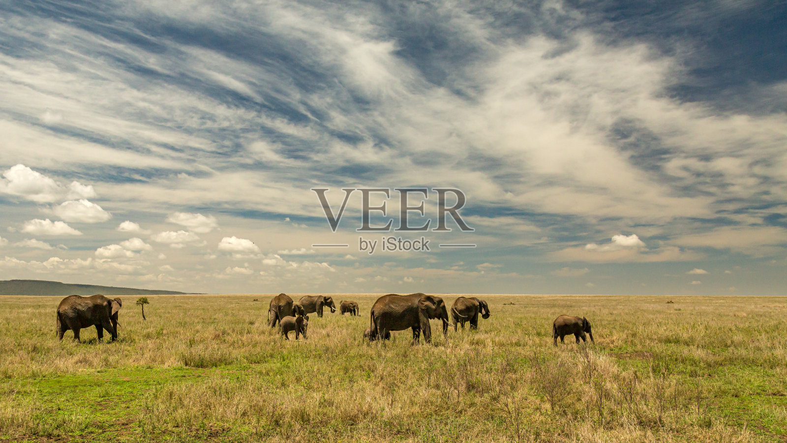 大象照片摄影图片