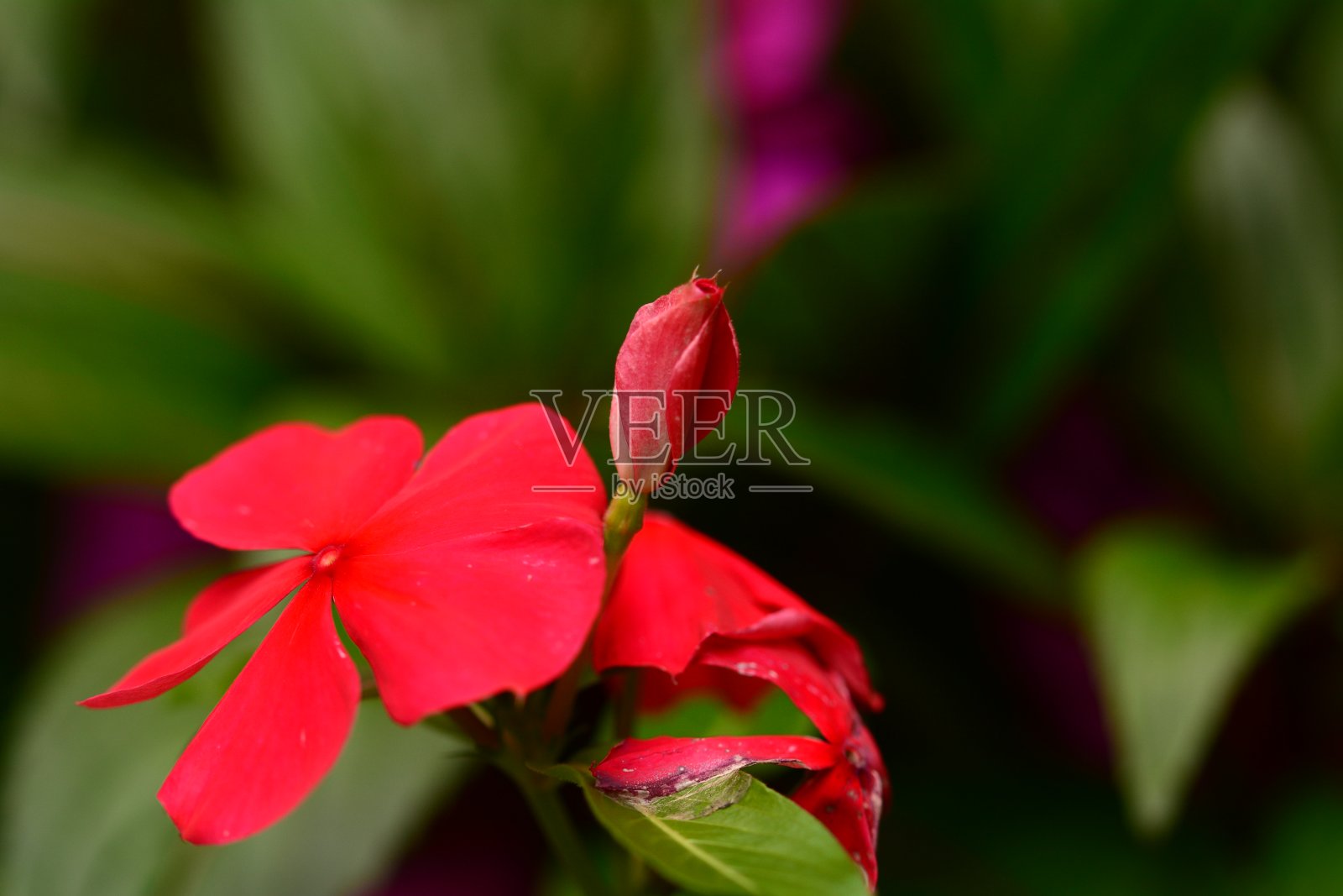 夏花照片摄影图片