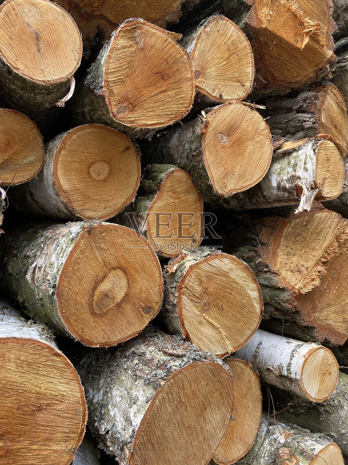 白桦木材照片摄影图片