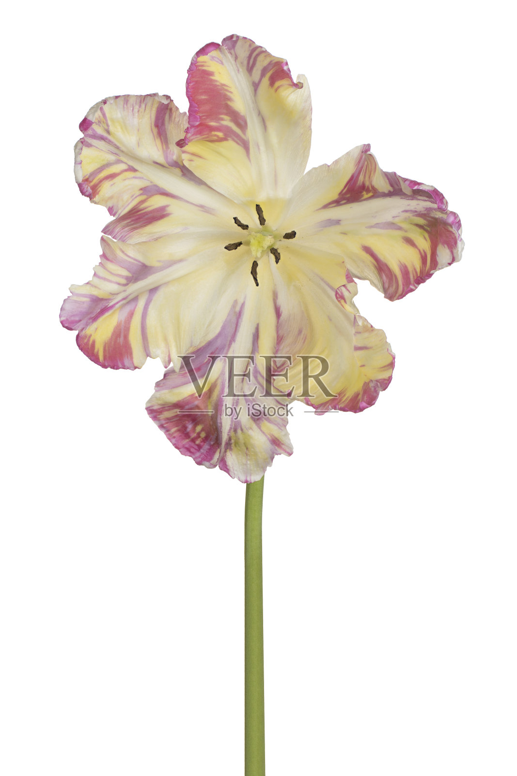 花孤立照片摄影图片