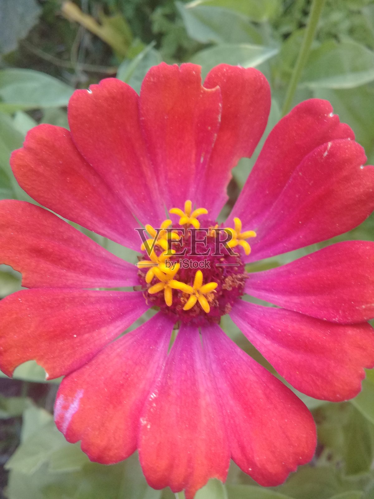 红纸的花照片摄影图片