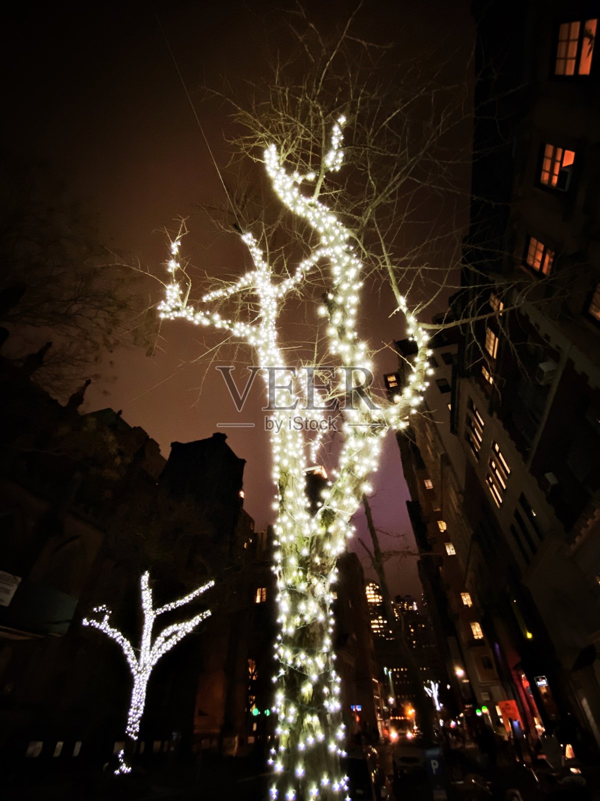 光秃秃的树被灯光覆盖照片摄影图片