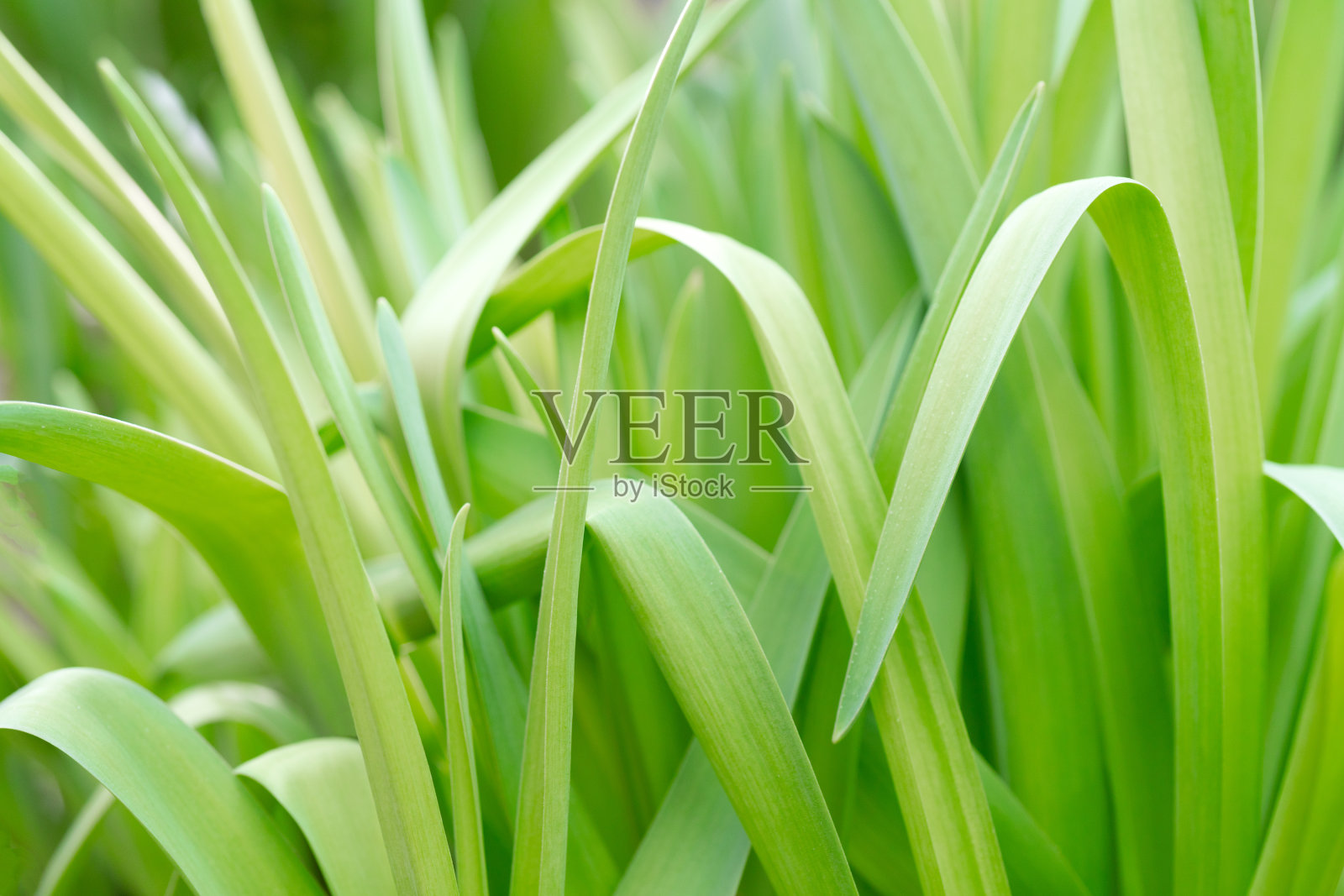 自然背景。照片摄影图片