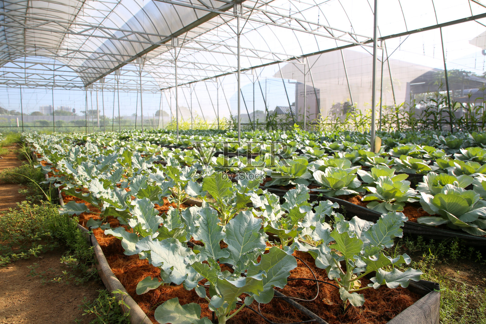 温室蔬菜园照片摄影图片