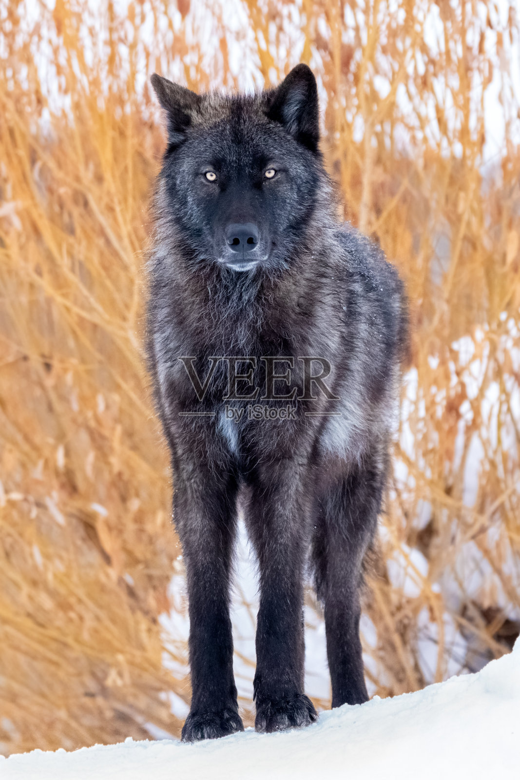 灰狼的冬天照片摄影图片