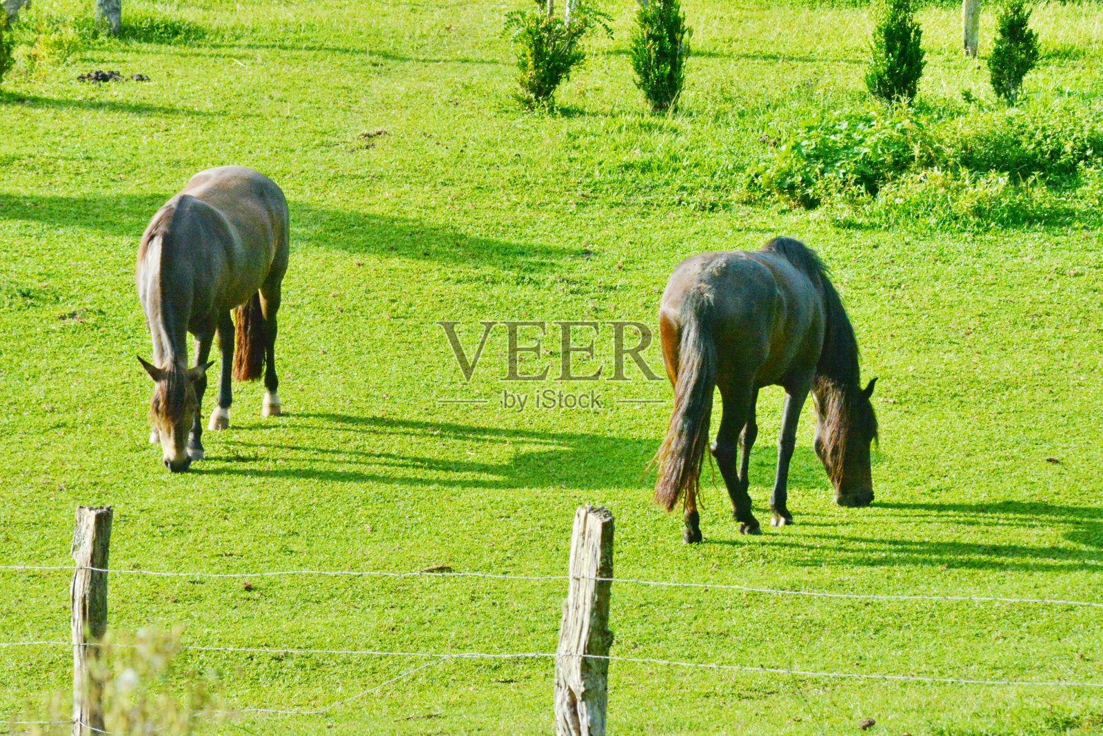 马在自然界中照片摄影图片