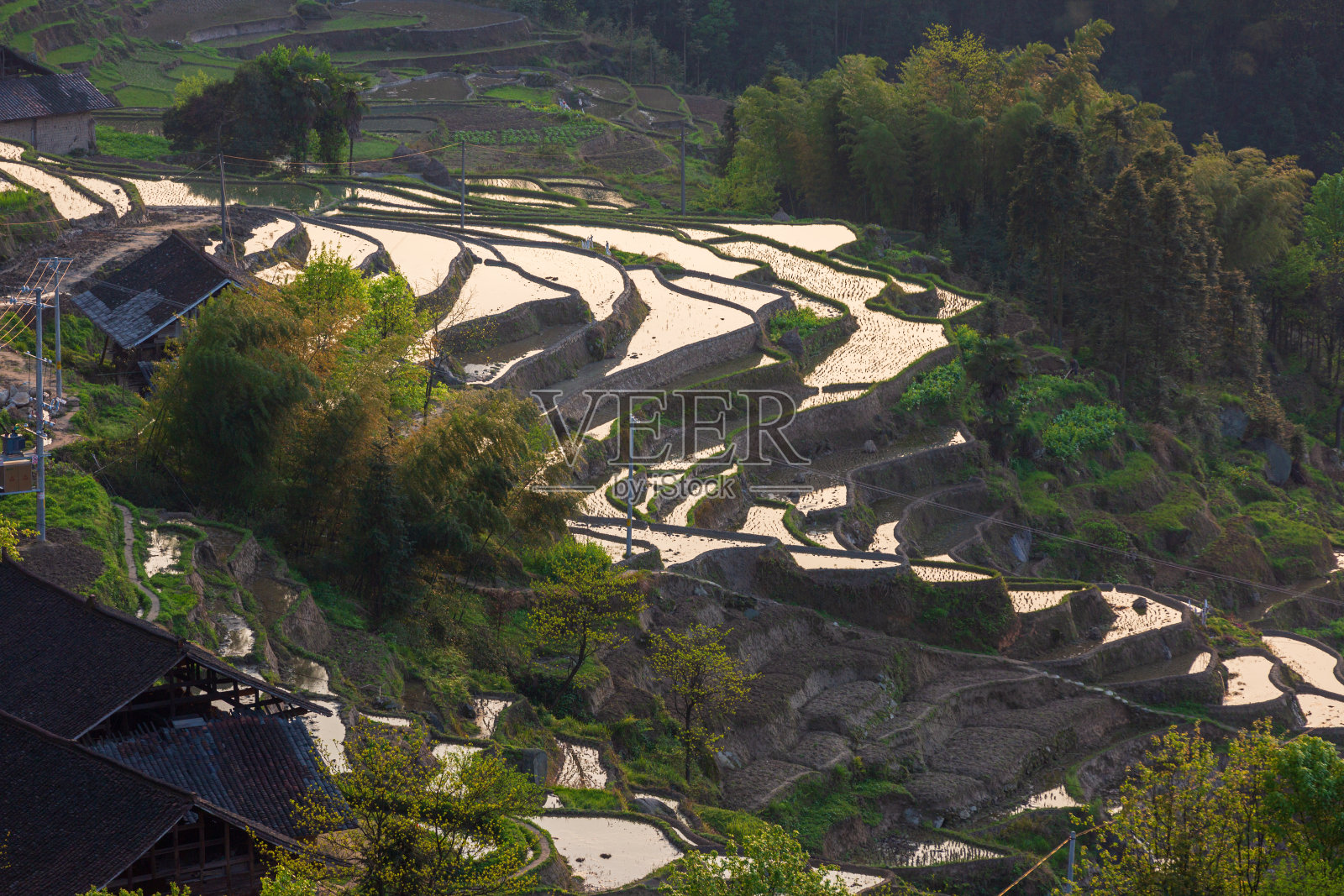 紫喜鹊梯田是中国风景区、自然文化遗产、水利风景区。照片摄影图片