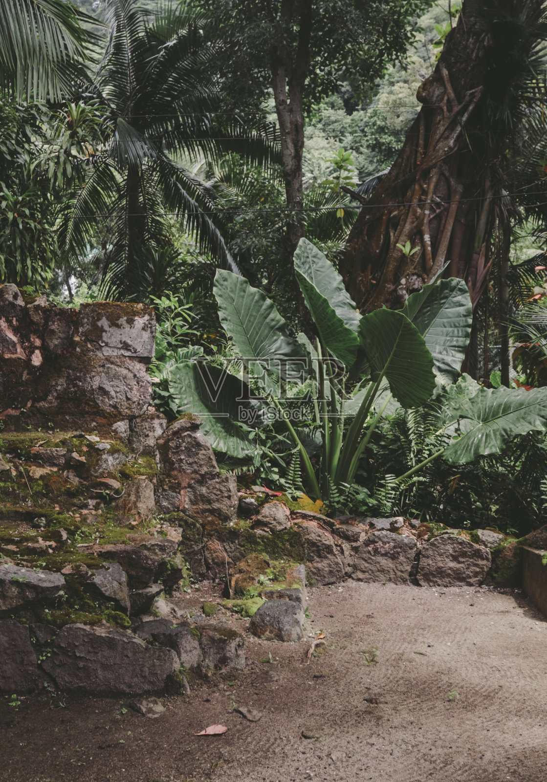 深色热带丛林树叶照片摄影图片