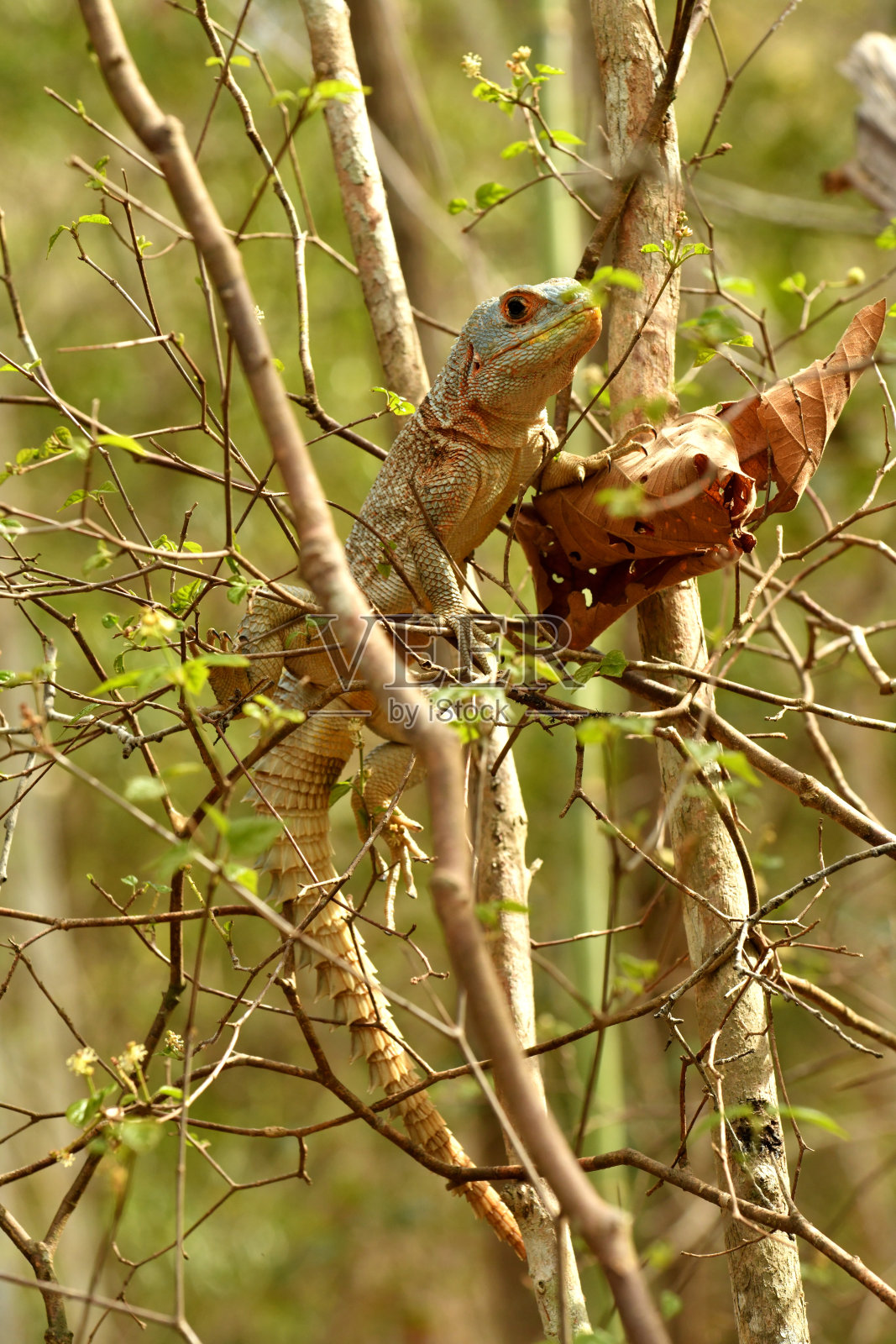 居维叶的马达加斯加迅速照片摄影图片