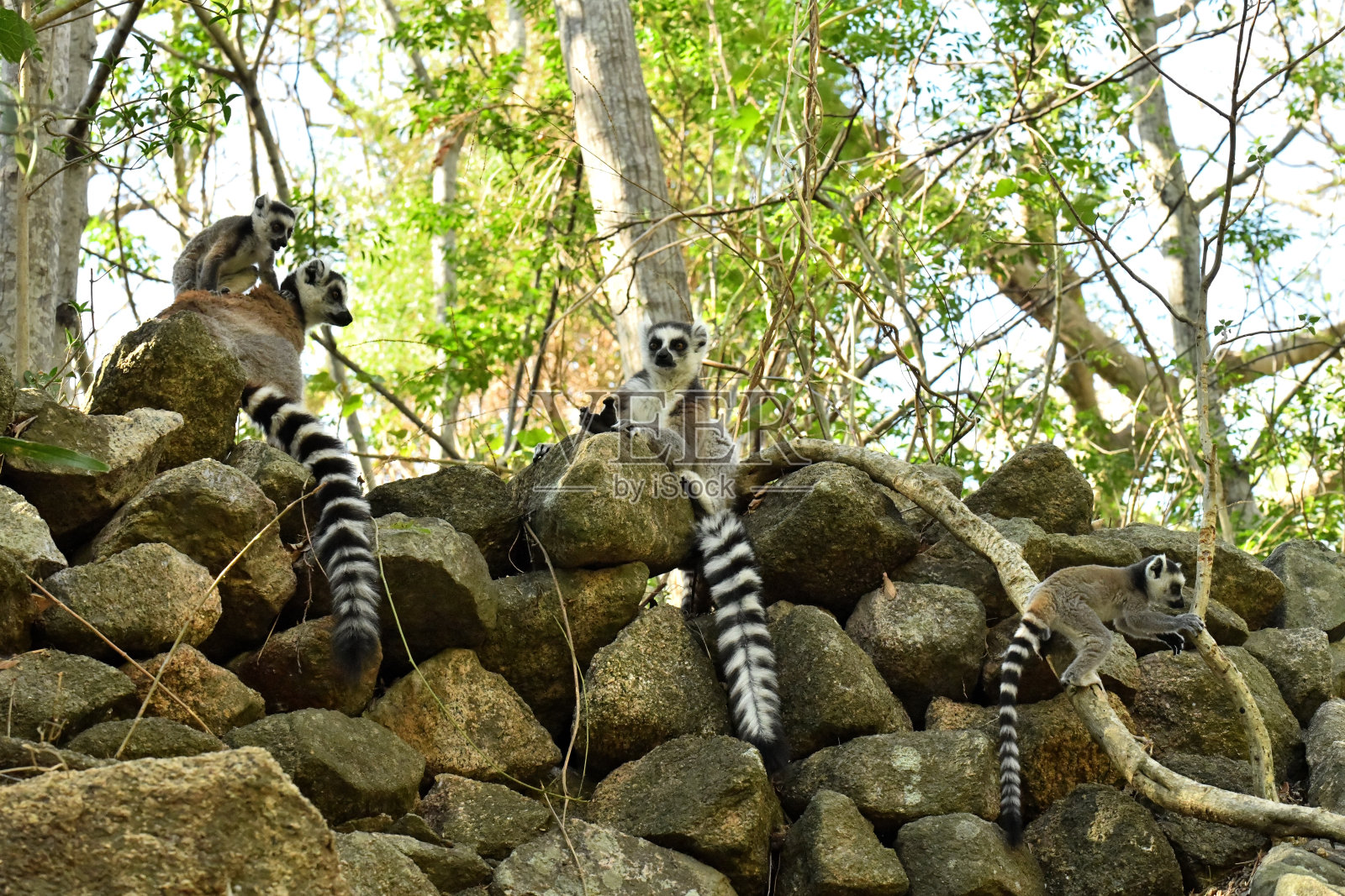 环尾狐猴照片摄影图片