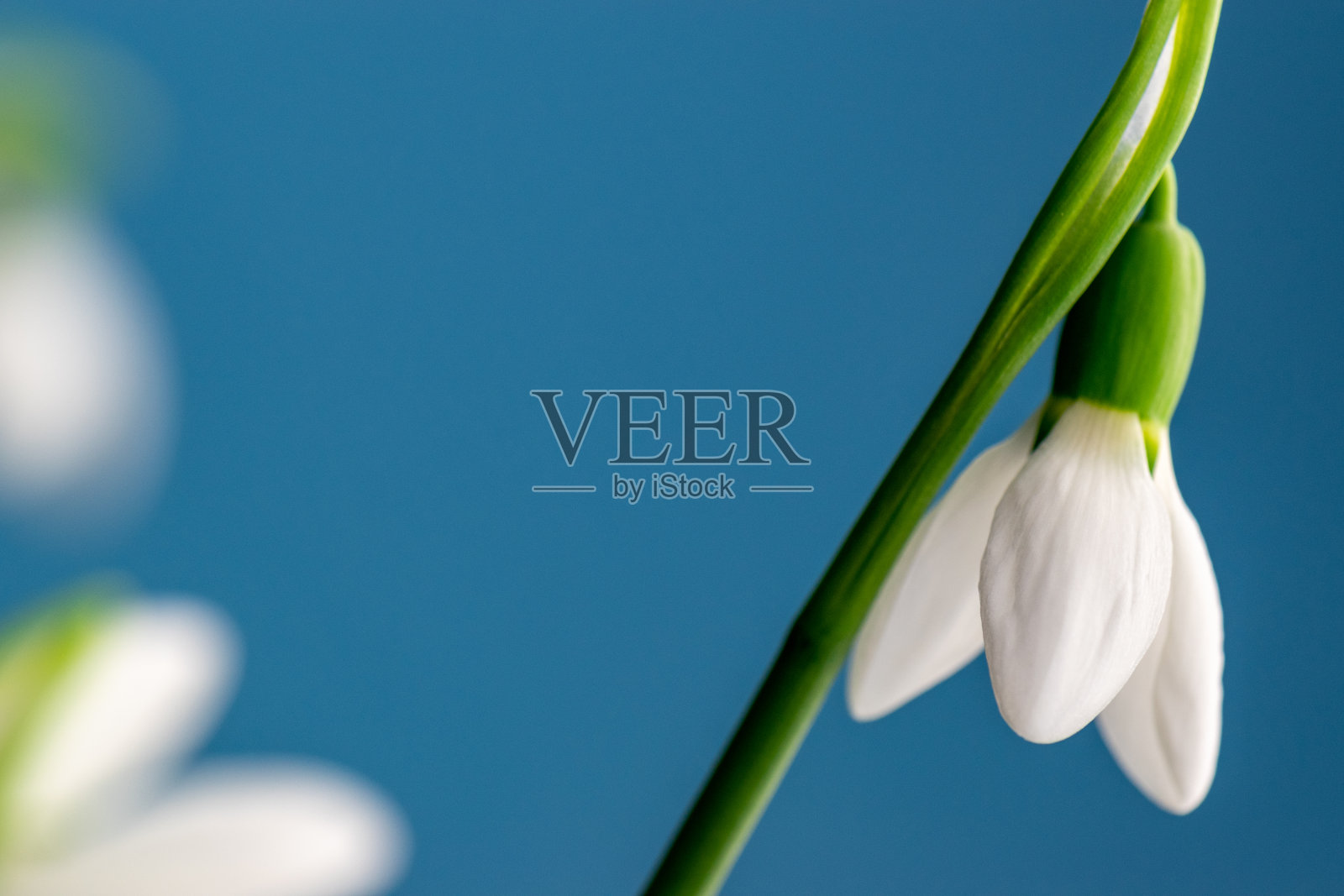 雪花莲花的特写照片摄影图片