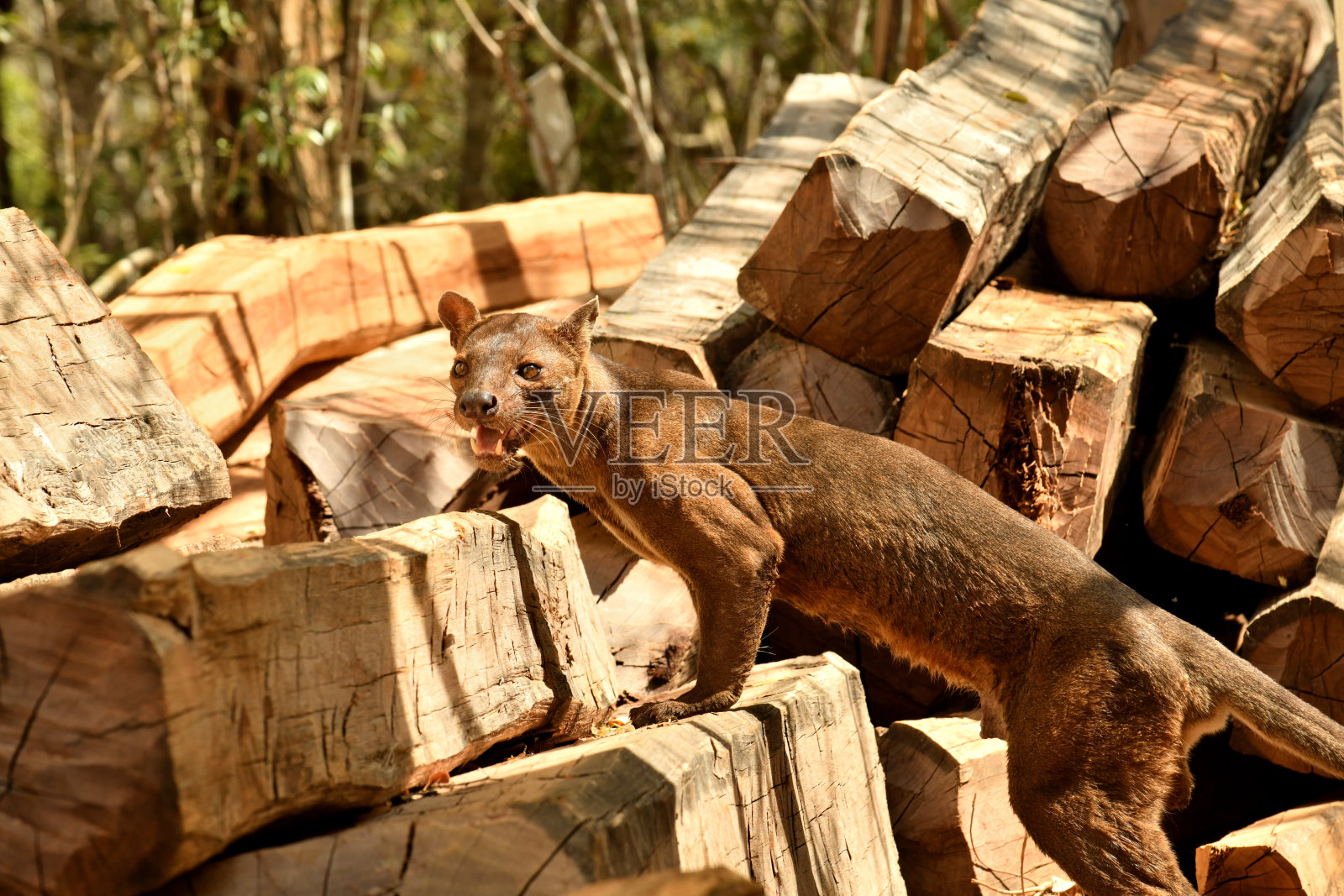 窝照片摄影图片
