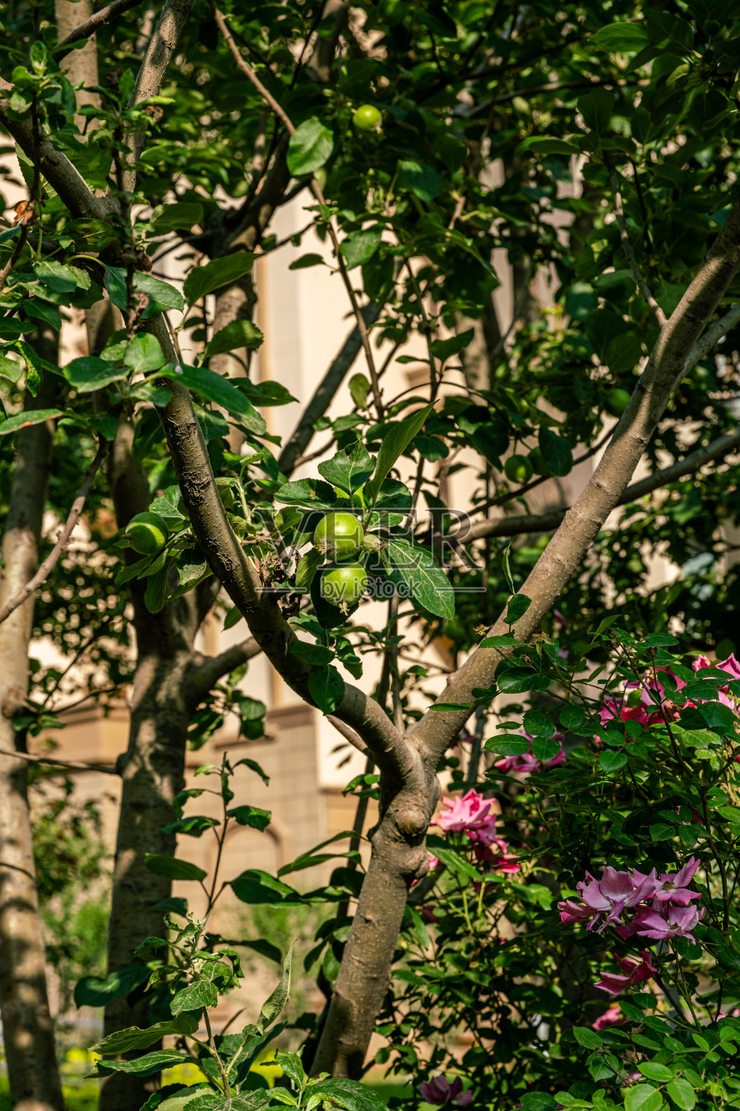 苹果的水果照片摄影图片